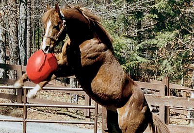 Horse Play Ball