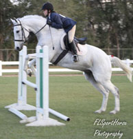 Hunter/Jumper Horse