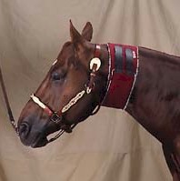 Quarter Horse with Bar F Neck Sweat